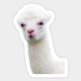 White Baby Alpaca, Llama, Cria Sticker